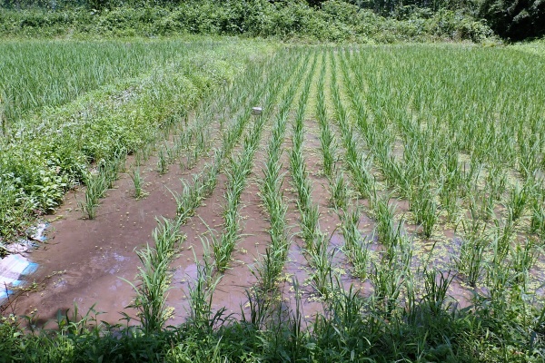 岩殿満喫クラブ 岩殿 Day By Day 児沢田んぼ