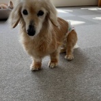 コン太里親会ブログ