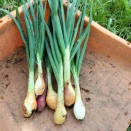 ホーム玉ねぎ　2025