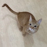 トライアル決定～バレバレ～