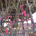 『探梅　２０２６ー２』の画像