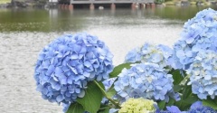 【清澄庭園】都会のオアシス♪紫陽花が彩る日本庭園で石・カメ・鳥に癒されました(･∀･)（記事下にPR含）