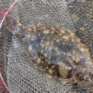 ○１１月１０日（月） 投魂真子鰈戦　開幕戦初安打！