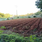 沖永良部島歳時記　未央流・写真・俳句・短歌で綴る、しまくらし