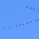 集団で移動中の多摩川のカワウ　カワウ 041