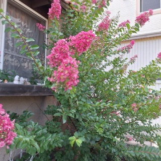 open_heart_shinkoのblog