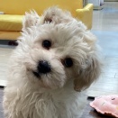 マルプーくん🐾