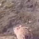水辺にいる魚を獲るネコはたまにいる。獲物発見！ → ネズミはこうします…