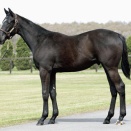 【2歳新馬】サンデーRの1番馬ブラックオリンピア出陣！･･･結果は