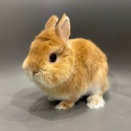 新アイドル「ぷくまる君」