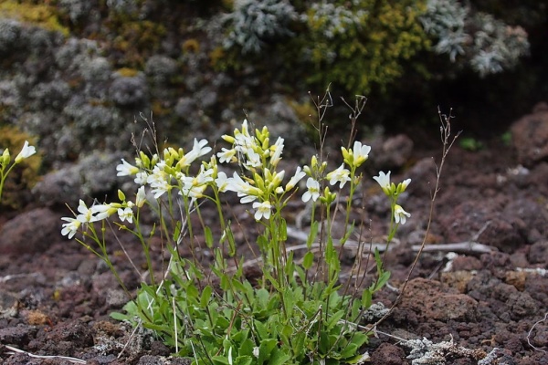 山の花 里の花に心癒されて 15年06月