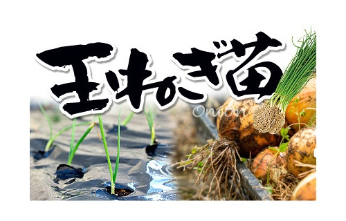 タマネギ苗の栽培 もう少しで定植時期です 関西最大級の園芸会社 国華園 畑から台所まで