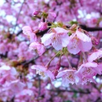 ブルーガーデンと花育て