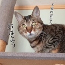 冬に向かっているのを感じる。と、失敗の羽…