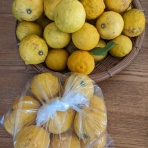 ゆこぶーの食いしん坊万歳