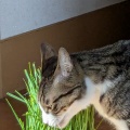 ねこ草