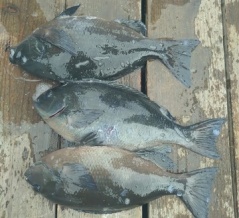 本日の釣果です！水温１９℃