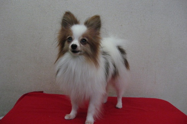 パピヨンの赤ちゃん 生まれています リアルシングのパピー情報