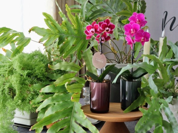 小さく買って大きく育てるのも悪くない〜おすすめミディ観葉ショップも