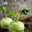 【蕪甘藍】Kohlrabi