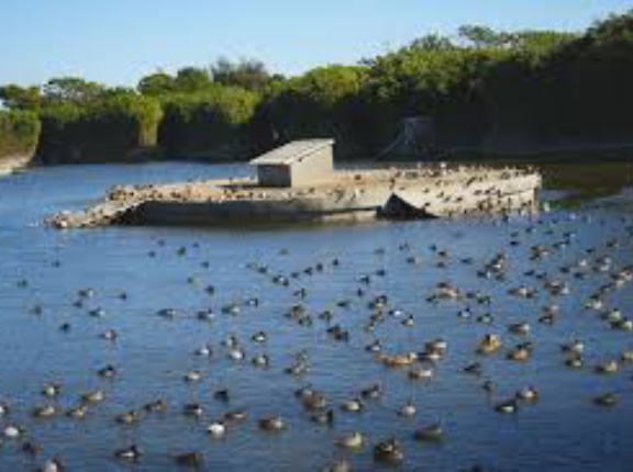 👸姫さま、１６カ国大使らと「ソロ」鴨場接待🐦