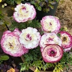 花のある暮らし