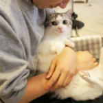 夢の仕事？「猫の抱っこ係」募集…一日中、猫を抱っこするのが仕事です。