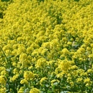 田園の菜の花
