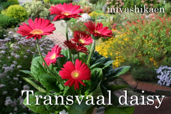 ガーベラの鉢植えを プレゼント用にラッピング シクラメン生産直売 宮子花園