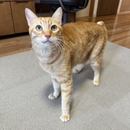 猫が慢性腎臓病ステージ3と言われたのに数値が正常に戻った話【前編】