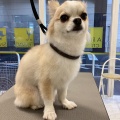 トリミングブログ🐕