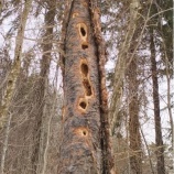 『２月２１日（土）大沼のクマゲラ』の画像