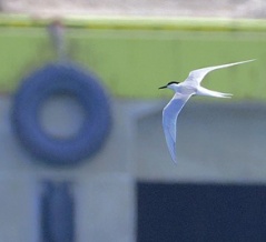 2026年5月4日の野鳥公園