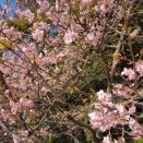 念願の梅まつり