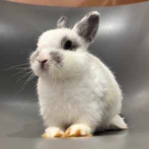 二子玉川店、可愛いうさちゃんデビュー♡ : うさぎブログ うさぎの