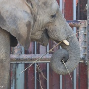 クリスマスリースのプレゼント　（２）