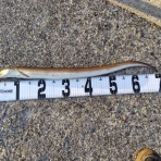 あつじぃーの投げ釣り一筋