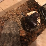 『我が家の新しい仲間たち♡昆虫好きな長女ちゃん』の画像