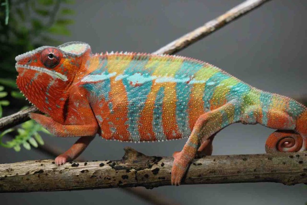 COLORS - Ambilobe