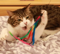 暑くても遊ぶ猫ら。