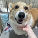 トリミングブログ・SS・コーギー・コロンくん