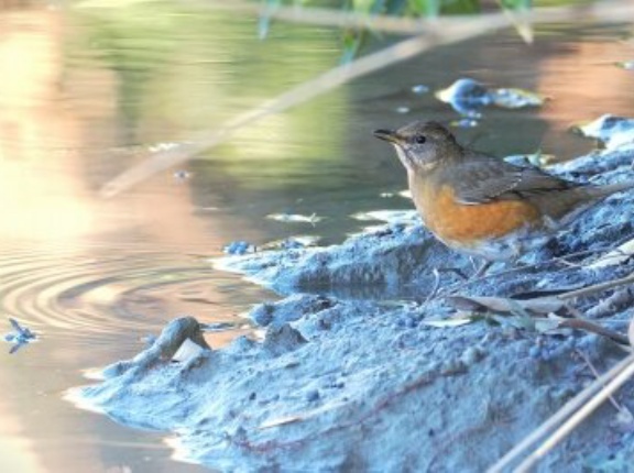 2026年1月8日の野鳥公園