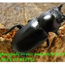 〇D.ブラナウン♀追加可能に＼(^o^)／