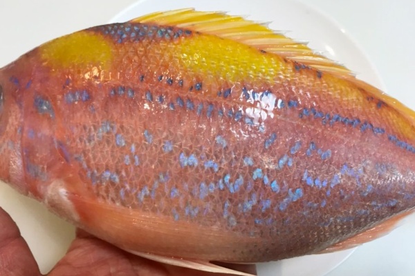 魚喰い モウカの星