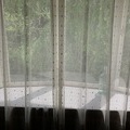 ハイビスカスも暑すぎる