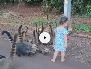 【動画】洋ロリちゃん🦝さんにモテモテ💕