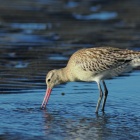 『投稿：BORG107FLによる水辺の野鳥たち【追々記】2024/10/20』の画像