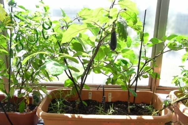 Kochan S ベランダ菜園blog マンションガーデニング 家庭菜園 仙台グルメ キャンペーン情報等 09年07月