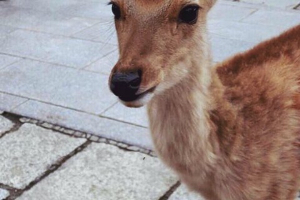 フルール奈良店 安心安全 貯金額も右肩上がり 店舗紹介