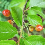 mimokasagoの「晴れの国」暮らし